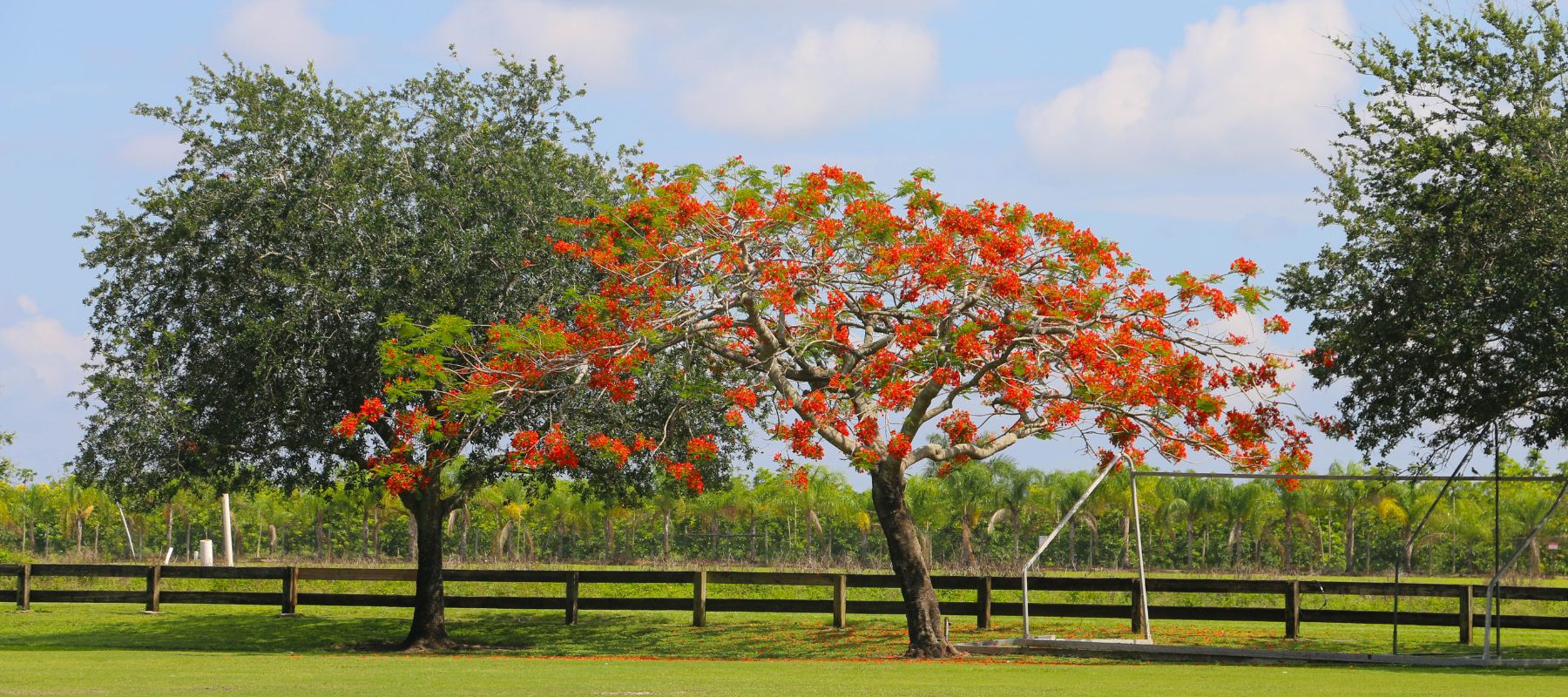 two trees in a green pasture in homestead on a sunny day. one has dark green leaves, the other has red blooms